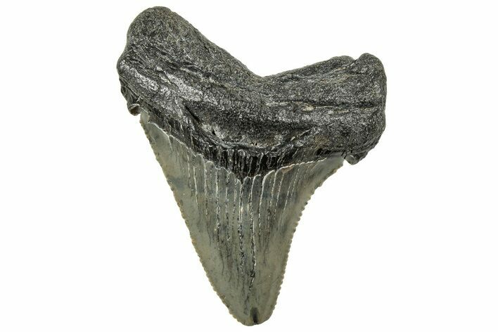 Serrated Angustidens Tooth - Megalodon Ancestor #326369